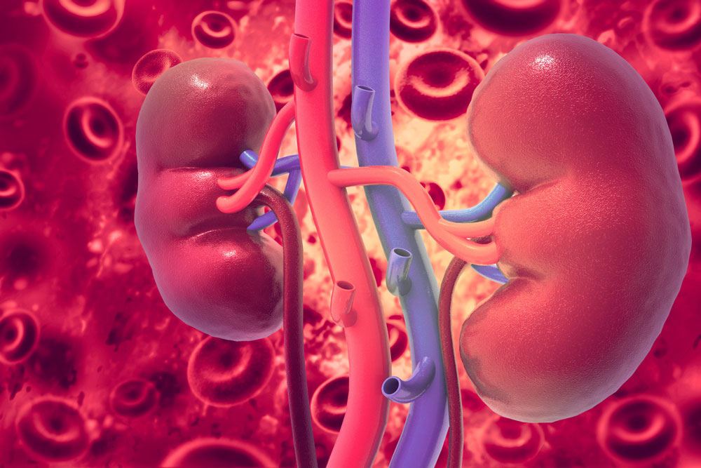 Image of two kidneys with a scientific background