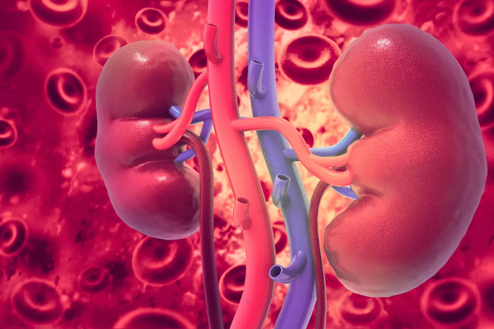 Image of two kidneys with a scientific background
